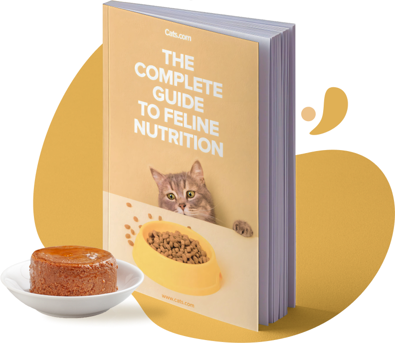 illustration-feline-nutrition-guide
