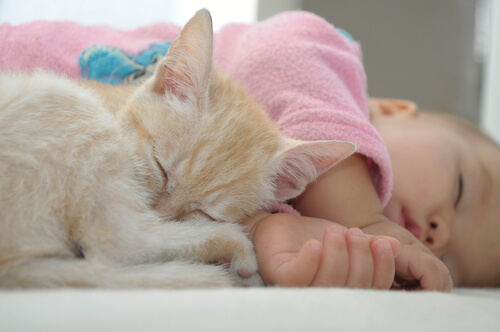 Impresionante gato durmiendo (1)