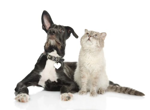 Gatos y perros conviviendo pacíficamente.