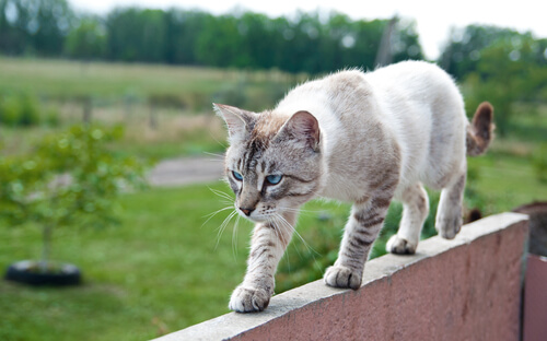 equilibrio del gato