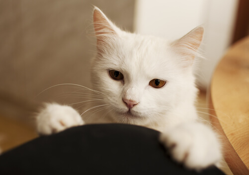 linda cara de gato