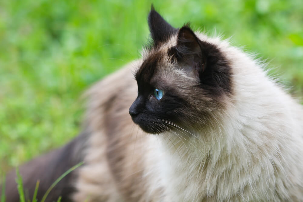 gato del himalaya