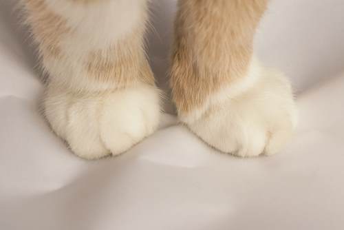 Cautivadora imagen de un gato amasando con sus patas, un comportamiento que refleja comodidad, nostalgia y sensación de seguridad.