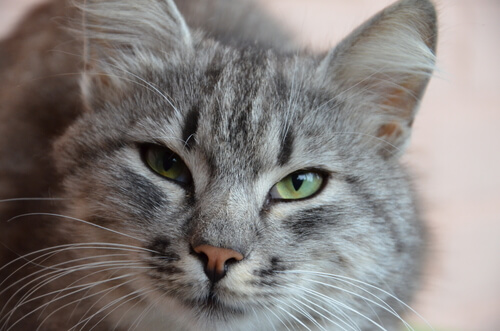 linda cara de gato