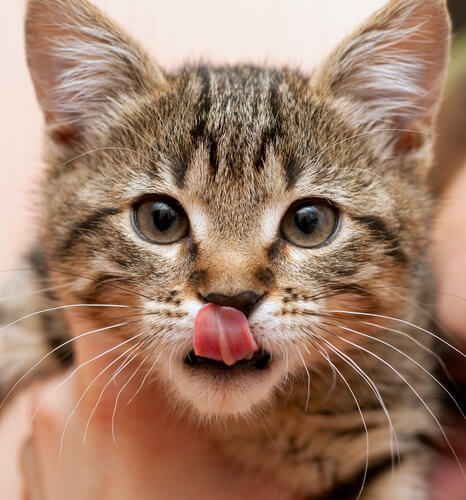 ¿Por qué los gatos son tan lindos?