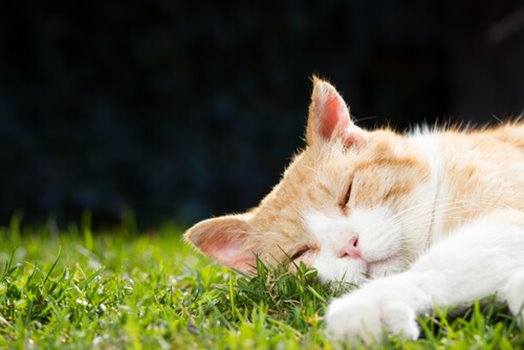 Todo sobre los gatos atigrados de color naranja