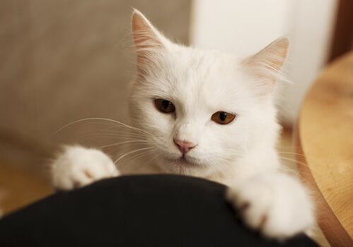 Una fotografía de primer plano de un gato cariñoso.