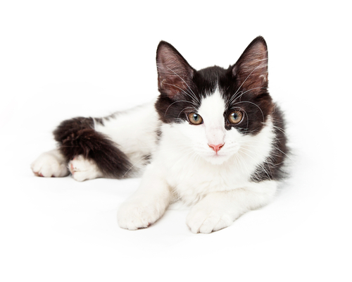 Un cautivador gato esmoquin con un llamativo patrón de pelaje blanco y negro.