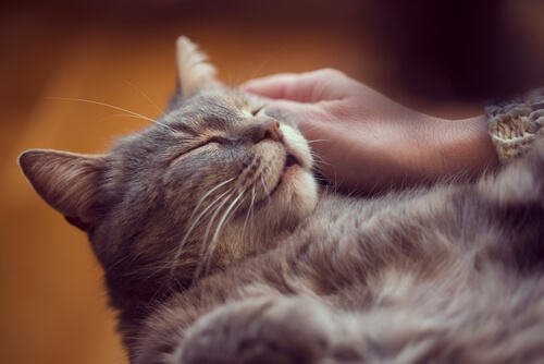 Una imagen de un gato contento ronroneando.