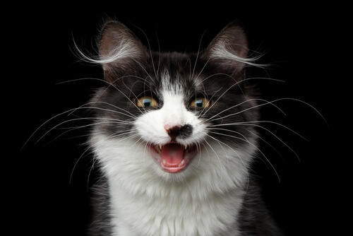 Un gato curioso con pelaje blanco y gris es captado en pleno maullido, con la boca abierta y los ojos enfocados.