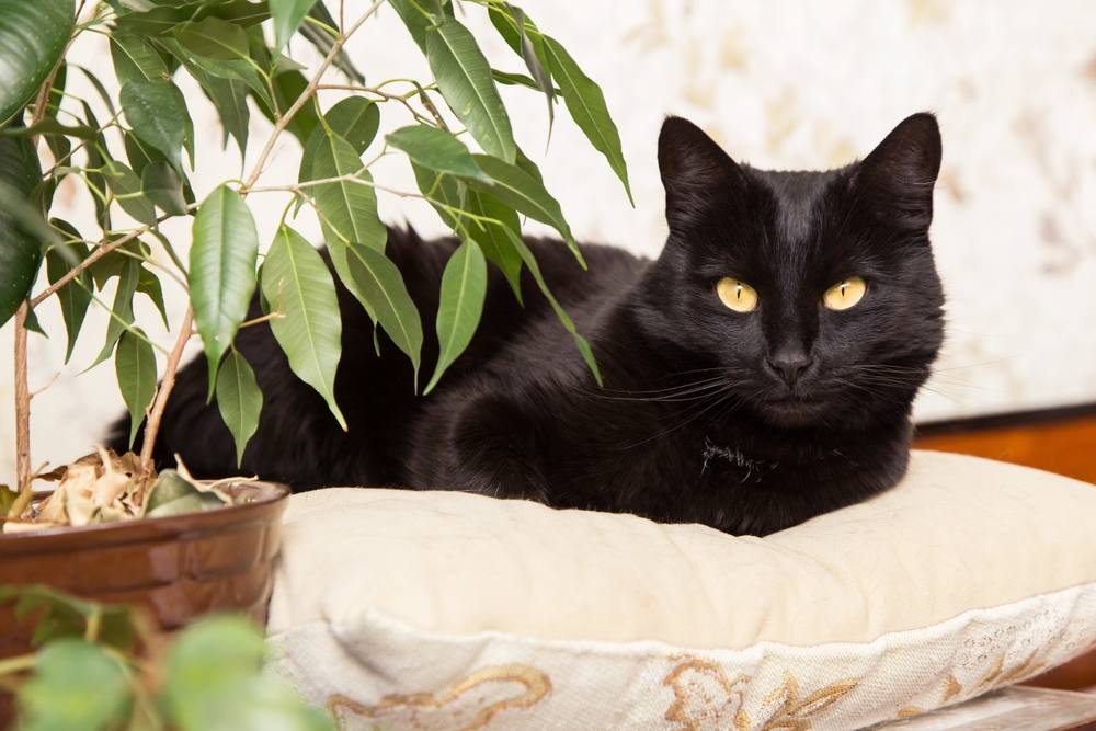 Hermoso gato negro bombay