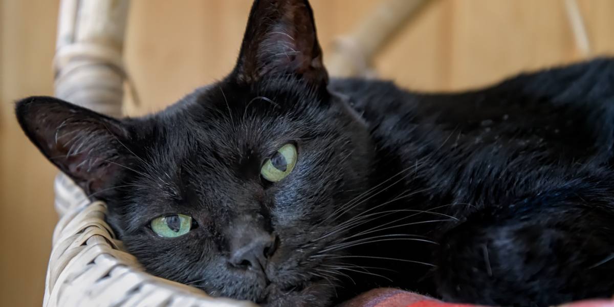 Adorable cara de gato negro de Bombay mirando a la cámara