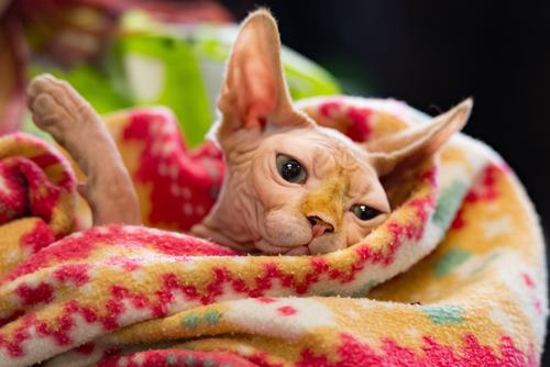 Gato sin pelo durmiendo sobre una manta