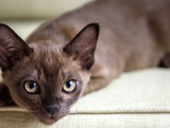 Burma cat relaxing on a couch in a comfortable pose.