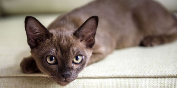 Más de 50 nombres increíbles para gatos birmanos