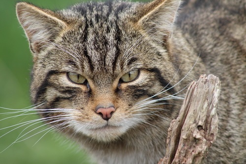 145 nombres más populares para gatos atigrados