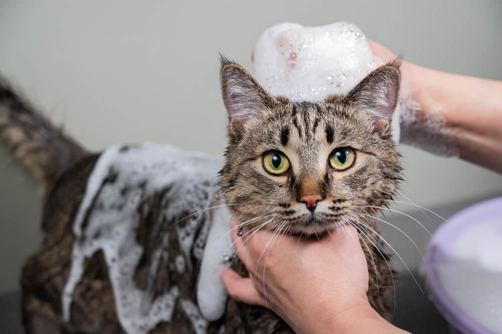 Una imagen que muestra a una mujer lavando con champú a un gato atigrado de color gris. La escena ilustra el proceso de aseo y cuidado del gato, destacando el esfuerzo del dueño por mantener la higiene y la limpieza del gato.