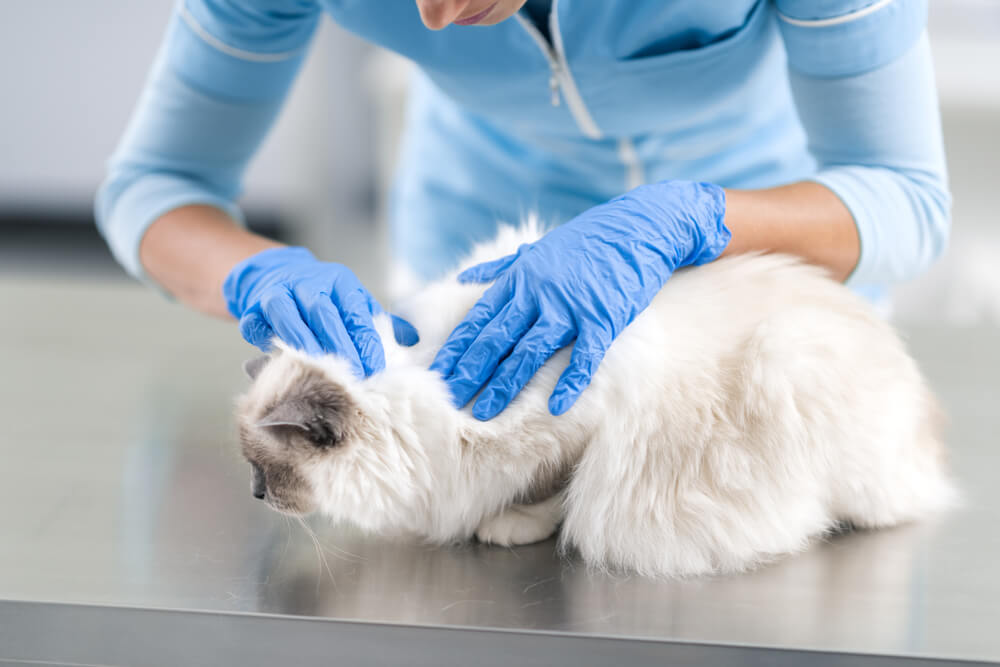 Una imagen que muestra a un veterinario examinando cuidadosamente a un hermoso gato de pelo largo.