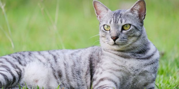 150 nombres y significados de gatos del Antiguo Egipto