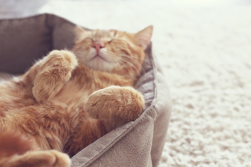 Imagen que captura un momento sereno de un gato durmiendo pacíficamente, encarnando la tranquilidad y la comodidad de un felino contento.