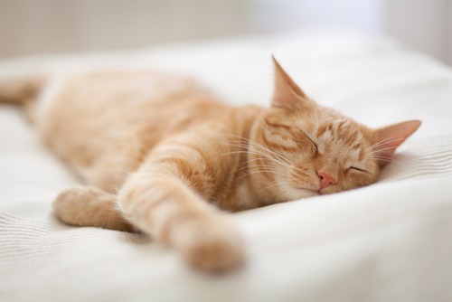 Imagen que captura la vista serena de un gato en un sueño profundo, mostrando su capacidad para encontrar consuelo y descanso en varias posiciones.