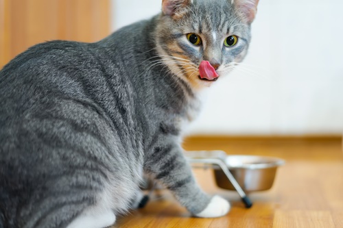 comida para gatos