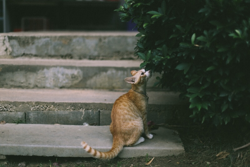 Gato atigrado moteado