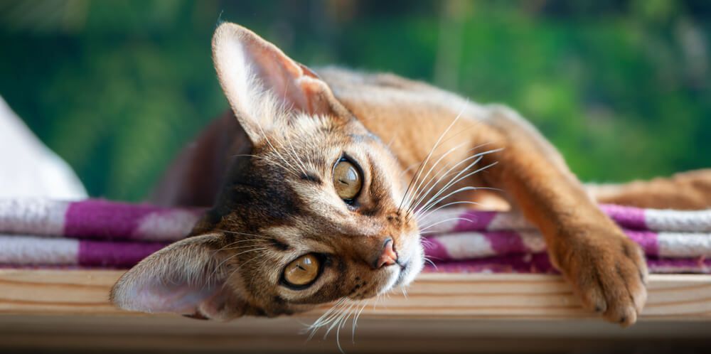 Gato atigrado con garrapatas