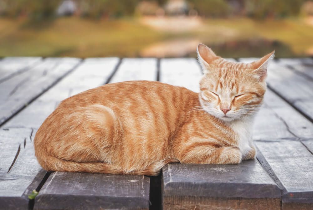 Gato atigrado naranja macho