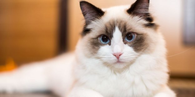 160 Nombres de gatos Ragdoll con significados