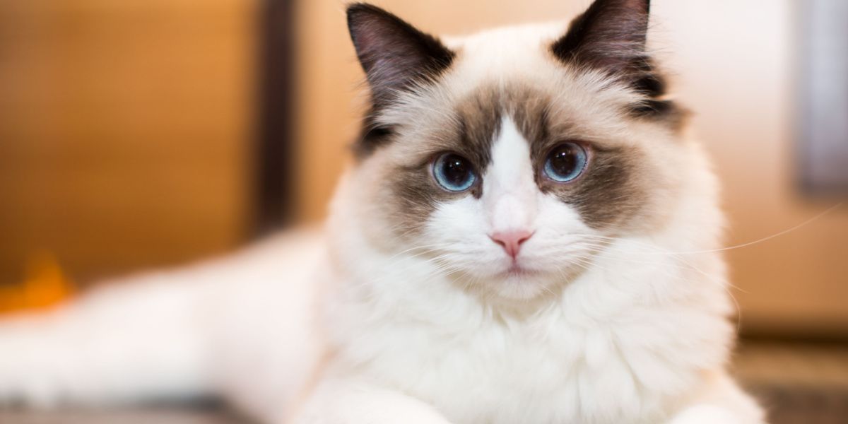 Hermoso gato Ragdoll joven, de raza pura, de color blanco, que muestra su naturaleza elegante y gentil.