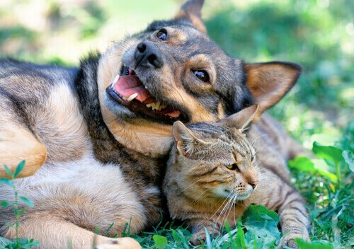 Gatos y perros se llevan bien.