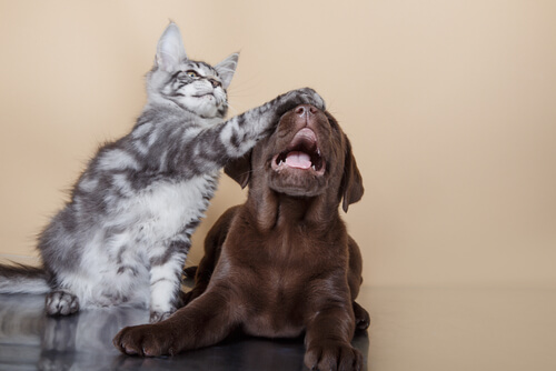 Gatos y un perro juntos.