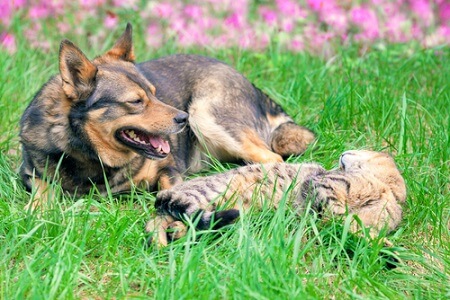 Gatos y perros coexistiendo.