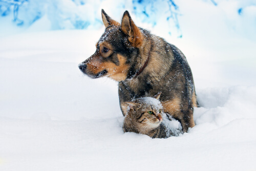 Los gatos y los perros se llevan bien.