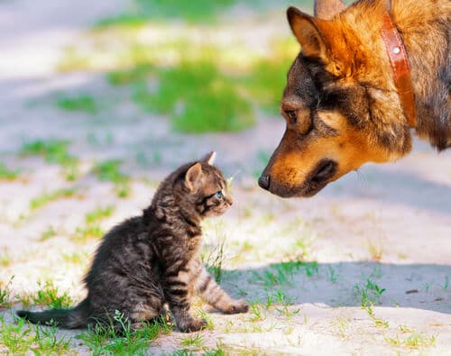 Gatos y perros juntos.