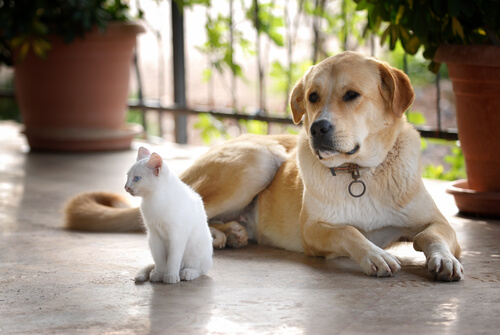 Gatos y perros viviendo juntos.