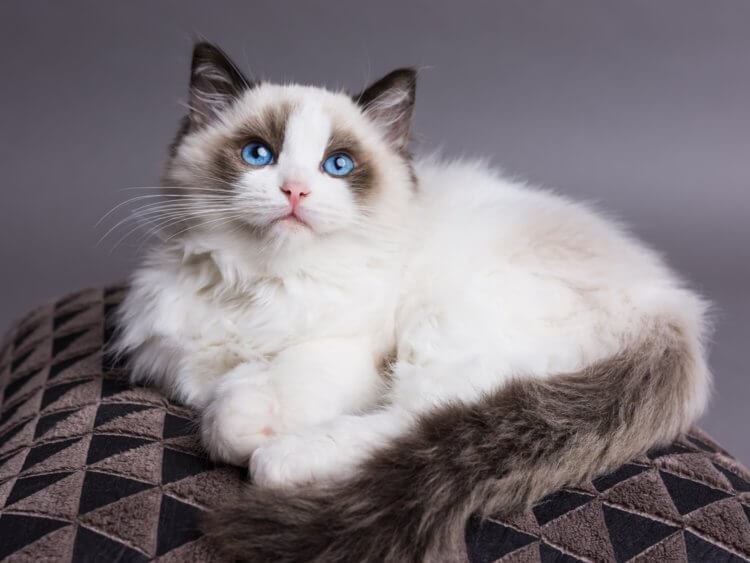 Gato Ragdoll hembra