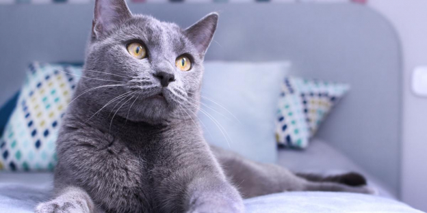 125 nombres de gatos azules rusos y sus significados