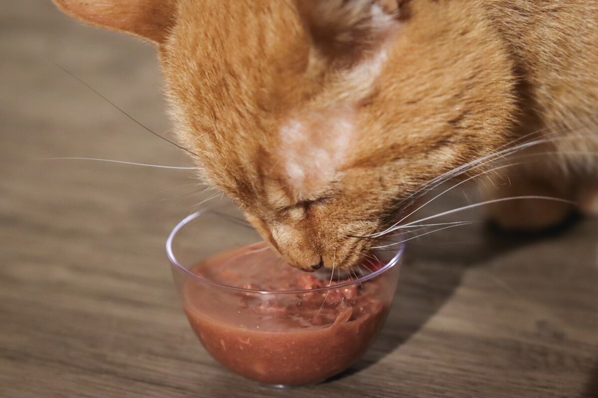 Gato comiendo comida para gatos de un tazón