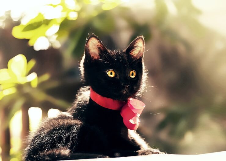 Imagen de un gato negro que lleva una cinta roja alrededor del cuello.