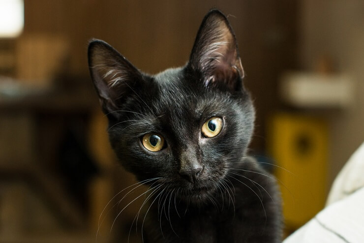 Imagen que presenta una selección de nombres de gatos misteriosos, que ofrece una variedad de opciones intrigantes para capturar la naturaleza enigmática y cautivadora de estos compañeros felinos.