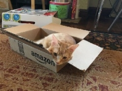 cat-box-thumb-240x180_new