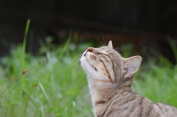 gato oliendo