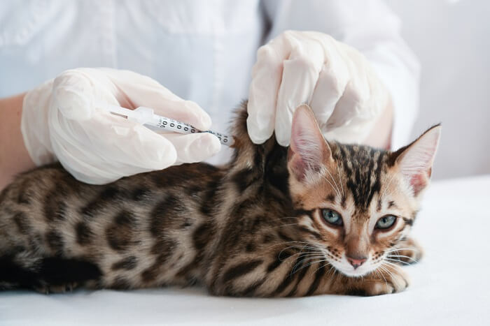 Representación visual de un gato recibiendo una vacuna.