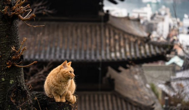 Nombres de gatos japoneses: 101 nombres exóticos para gatos con significados