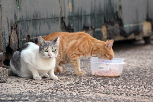 Gatos del barrio 1