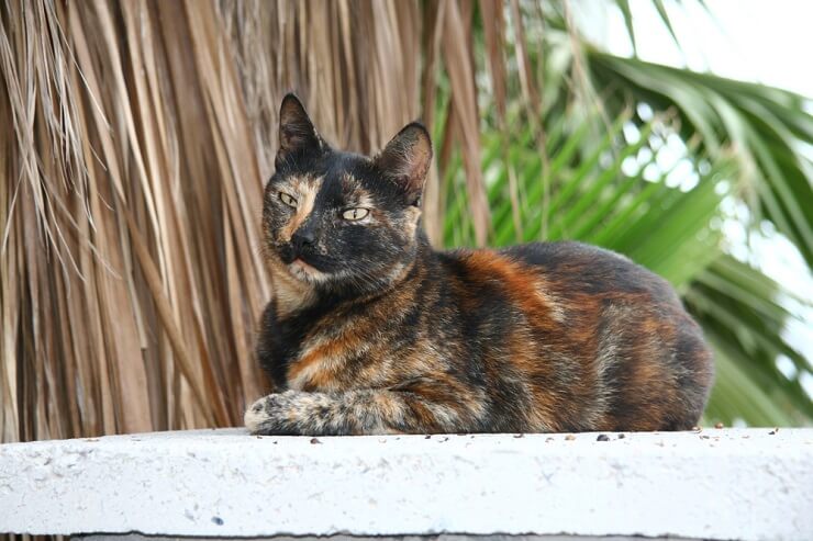 Un gato unisex de color carey, que muestra el patrón de pelaje distintivo de esta variedad felina.