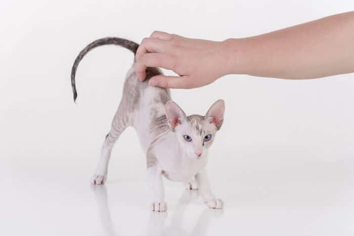 Dueño de gato haciéndole cosquillas al gato Peterbald