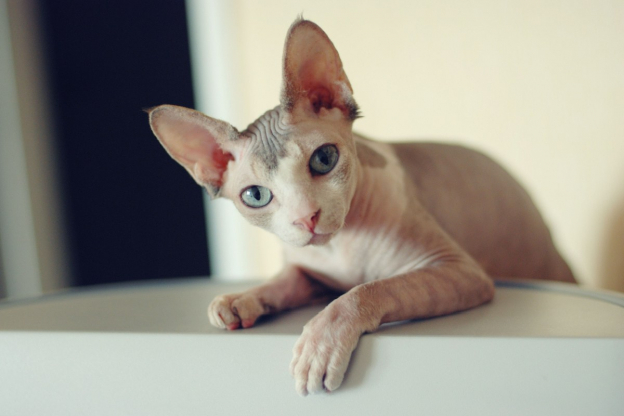 Los 150 mejores nombres para gatos Sphynx